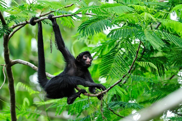 a spider monkey in the forest