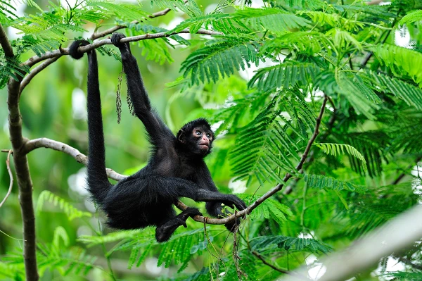 image of a spider monkey